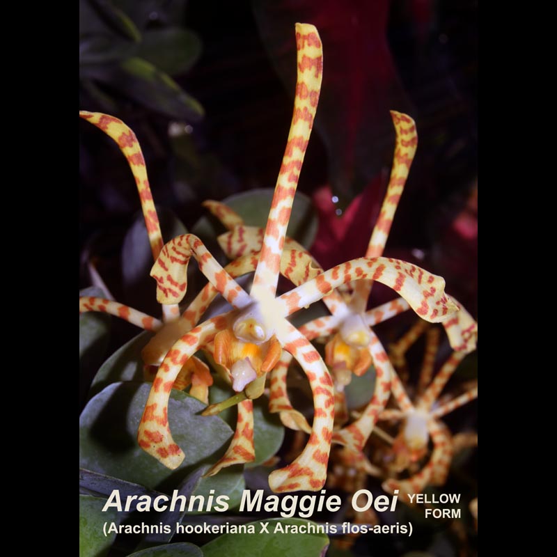 Arachnis Maggie Oei 12-15 inches